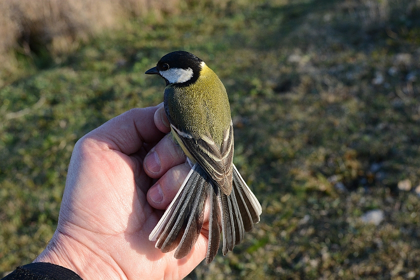 Great Tit, Sundre 20130511